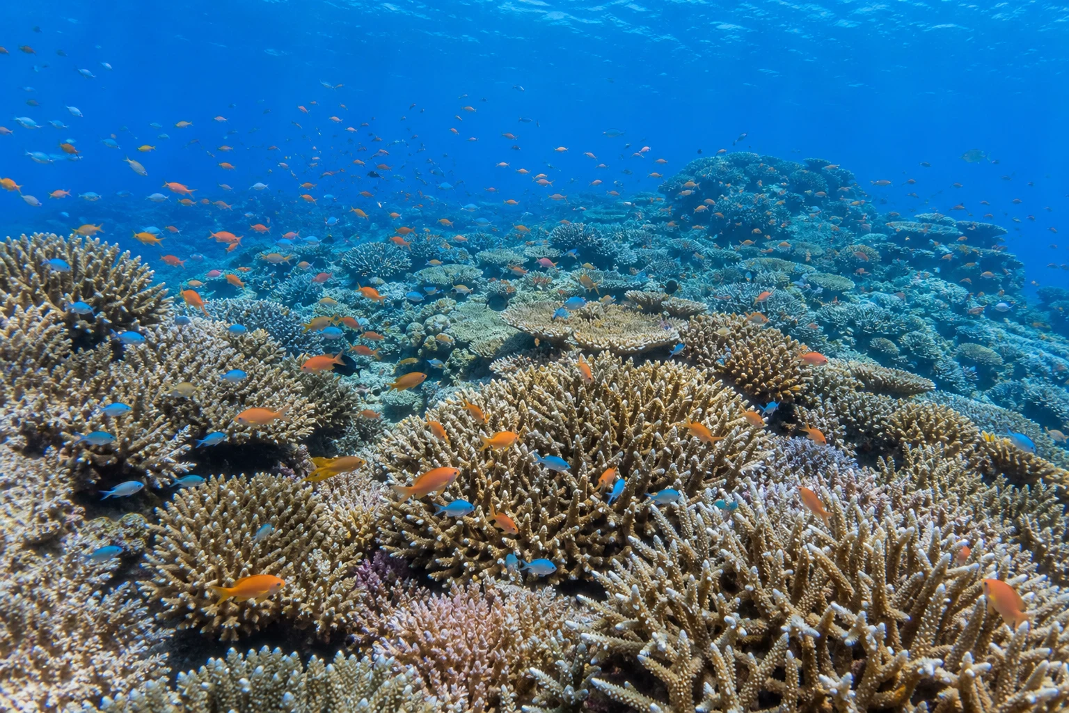 石垣島のサンゴ礁と魚群